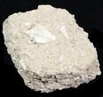 Eocene Fossil Gastropod (Athleta) - Damery, France #32439-1